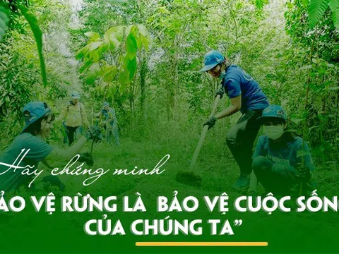 Cải thiện lâm nghiệp thời hiện đại thông qua đổi mới công nghệ