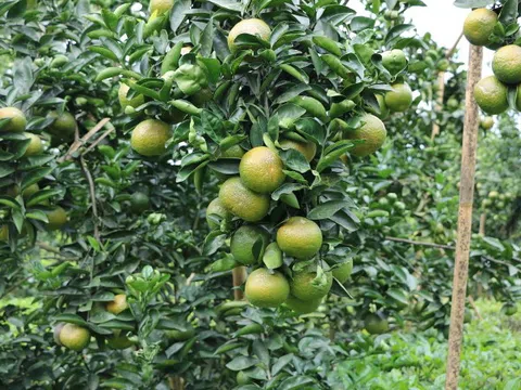 Cam sành - Vàng của vùng thấp Hà Giang