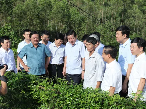 Cây Sâm đất "Vàng Xanh" trên đất Bắc Giang