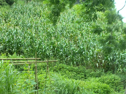 Trồng bí, gieo rau cải trên nương ngô ở cao nguyên Đồng Văn