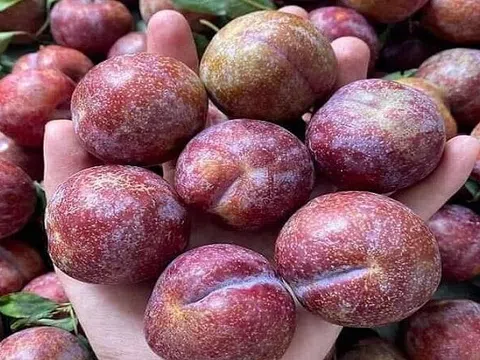 Vị ngọt lịm của Mận Hậu trên cao nguyên Mộc Châu (Sơn La)