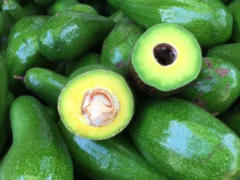 Đặc sản từ vùng đất đỏ bazan: Bơ sáp Đắk Lắk