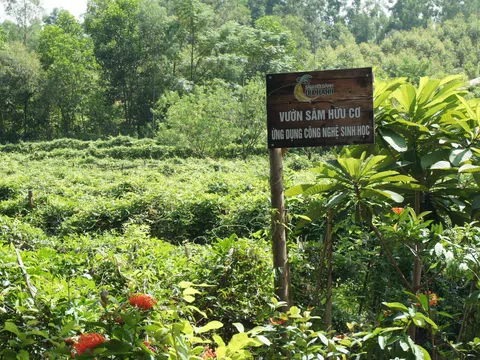 Nông nghiệp xanh với những giá trị lợi ích trước mắt và lâu dài