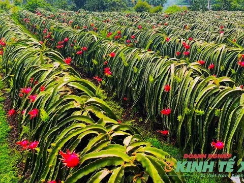 Bí quyết đưa trái thanh long Sơn La vươn ra thế giới