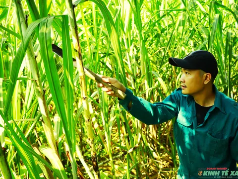 Đẩy mạnh tăng trưởng kinh tế, xã Quyết Thắng đang nỗ lực về đích nông thôn mới