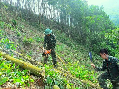 Tuyên Quang tập trung cao độ hoàn thành kế hoạch trồng rừng 2024 và sẵn sàng cho vụ mới