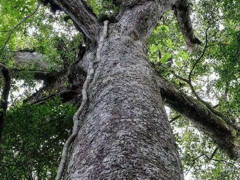 Quần thể thông hai lá dẹt tại Vườn quốc gia Bidoup – Núi Bà trở thành Cây di sản Việt Nam