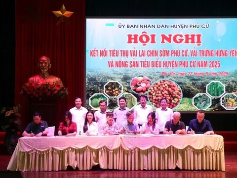 Hưng Yên: Kết nối tiêu thụ vải lai chín sớm và vải trứng Phù Cừ