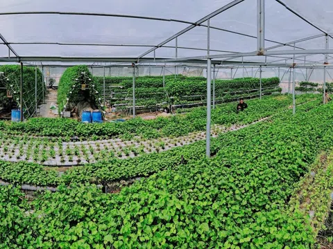 Trồng rau má thủy canh – Hướng đi xanh bền vững