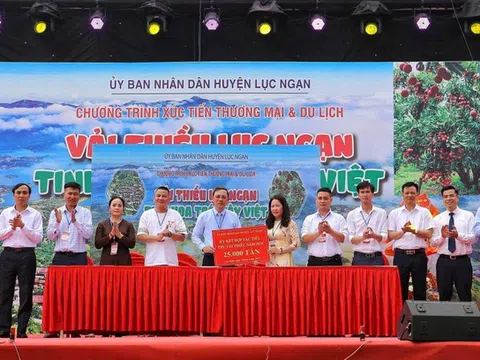 Xúc tiến tiêu thụ vải thiều Lục Ngạn năm 2025