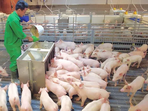 Nỗi lo mất cân đối từ dịch bệnh và thu hẹp quy mô sản xuất