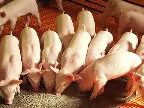 Chăn nuôi hữu cơ: Điểm sáng sinh kế bền vững giữa “tâm dịch”