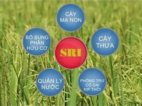 Hướng xanh cho đồng ruộng Hà Nội từ mô hình SRI kết hợp cơ giới hóa
