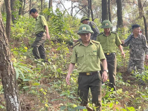 Tăng cường bảo vệ rừng trong dịp Tết Nguyên đán