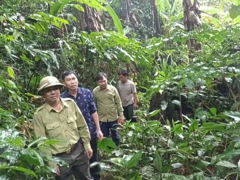 Tăng cường tuần tra bảo vệ rừng, ngăn chặn khai thác rừng trái pháp luật