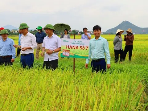 Hưng Nguyên (Nghệ An): Tín hiệu tích cực từ mô hình cánh đồng lớn liên kết sản xuất lúa chất lượng cao