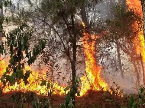Nghệ An cảnh báo nguy cơ cháy rừng ở mức cực kỳ nguy hiểm