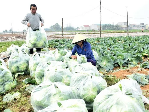 Nghệ An đặt mục tiêu cao nhất cho kế hoạch sản xuất vụ đông 2022