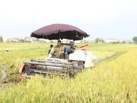 Quỳnh Lưu - Nghệ An: Thu hoạch sớm lúa Hè thu để phòng tránh lụt, bão