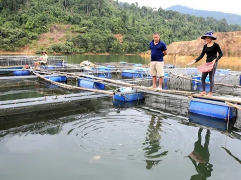 Quế Phong (Nghệ An): Nuối cá trên lòng hồ thủy điện - mô hình kinh tế giúp người dân làm giàu