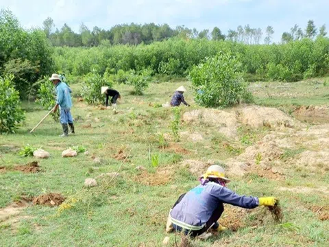 Nghệ An: Hơn 10ha đất rừng trồng được chuyển đổi để làm Dự án khai thác mỏ đất san lấp