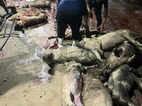 Yên Thành-Nghệ An: "Bà hỏa" ghé thăm, hơn 1.000 con lợn chết cháy