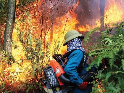 Nghệ An ban hành Chỉ thị về công tác phòng, chống cháy rừng năm 2023