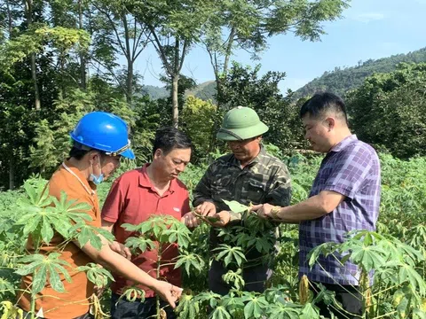 Anh Sơn (Nghệ An) xuất hiện nhện đỏ gây hại trên cây sắn nguyên liệu