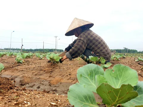 Nghệ An: Các địa phương tích cực triển khai gieo trồng vụ đông năm 2023