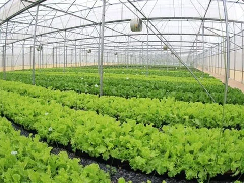 Nghệ An có hơn 30.000ha canh tác nông nghiệp ứng dụng công nghệ cao