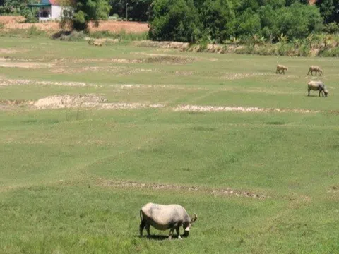 Tỉnh Nghệ An chỉ đạo không gieo trồng vụ Hè Thu - Mùa 2024 đối với những diện tích không đảm bảo nước tưới và sản xuất không an toàn