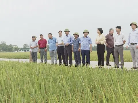 Tỉnh Nghệ An chỉ đạo khẩn trương thu hoạch vụ xuân và triển khai vụ mùa hè thu 2024