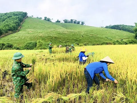 Bộ đội Biên phòng Nghệ An giúp đỡ bà con vùng biên giới thu hoạch lúa Xuân