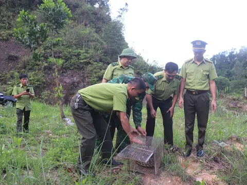 Nghệ An: Thả động vật quý hiếm có trong sách đỏ thế giới về môi trường tự nhiên