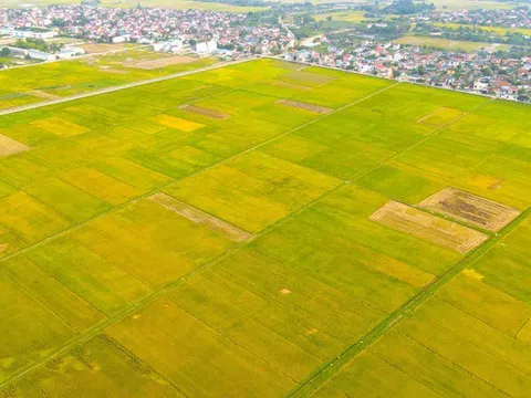 Doanh nghiệp Nhật Bản mong muốn hỗ trợ Nghệ An giảm phát thải khí mê tan và tạo tín chỉ carbon trong sản xuất lúa