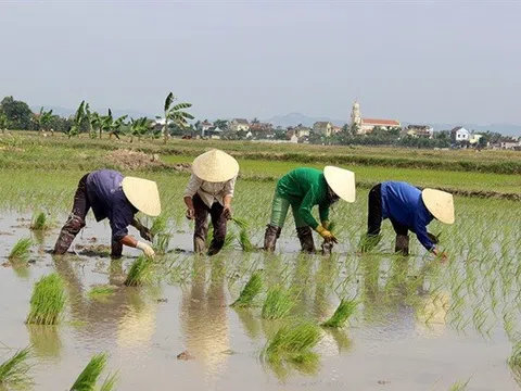 Nghệ An: Tạo tín chỉ carbon trong sản xuất lúa mang lại nhiều tín hiệu tích cực