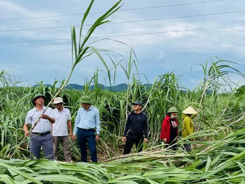 Hoàn lưu bão số 3 gây thiệt hại hàng trăm héc-ta mía nguyên liệu tại Nghệ An