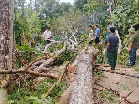 Nghệ An: Triển khai các biện pháp phục hồi sản xuất nông nghiệp sau bão số 3