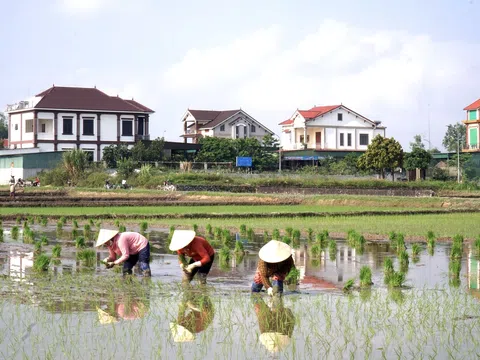 Nghệ An ban hành quy định về chuyển đổi mục đích sử dụng đối với đất trồng lúa, đất rừng sang mục đích khác