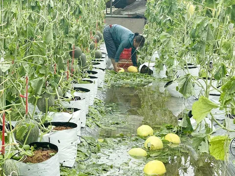 Nghệ An ban hành chính sách hỗ trợ khôi phục sản xuất sau thiên tai