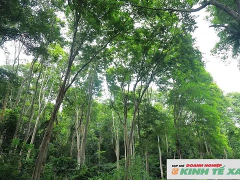 Nghệ An thúc đẩy chi trả tín chỉ carbon, quyết liệt tránh tồn đọng quỹ