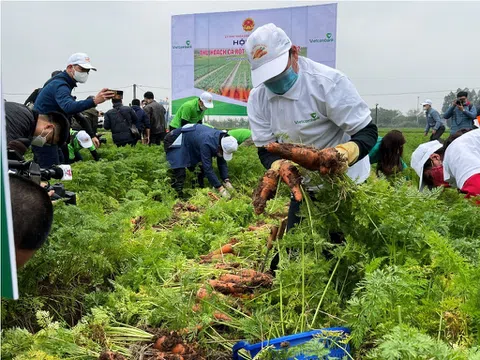 Lần đầu tổ chức lễ hội thu hoạch cà rốt tại Hải Dương