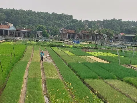 Quảng Bình: Trồng rau sạch theo hướng hữu cơ sinh học ở "rốn lũ" Hồng Thủy