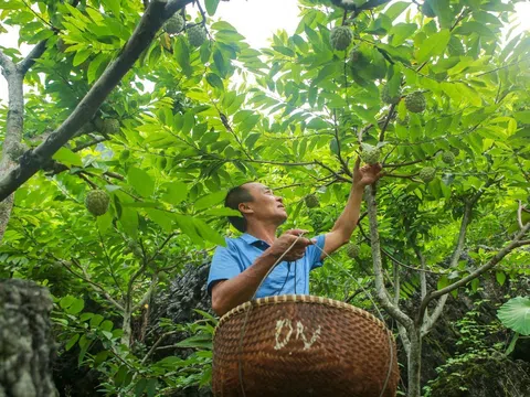 Lạng Sơn hỗ trợ người dân, thúc đẩy quảng bá thương hiệu Na Chi Lăng