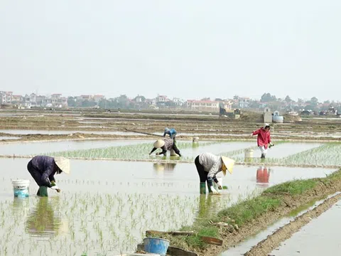 Bắc Ninh đảm bảo nguồn nước phục vụ gieo cấy lúa vụ Đông Xuân