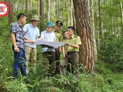 Quyết định mới về tổ chức và hoạt động của Quỹ Bảo vệ và phát triển rừng Việt Nam