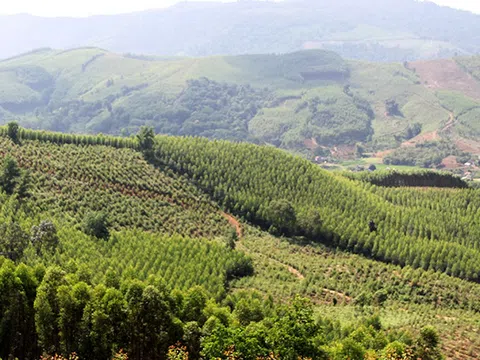Bắc Giang hỗ trợ người dân trồng rừng