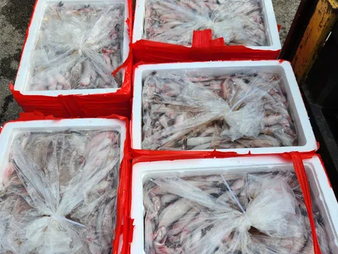 Thanh Hóa phát hiện hơn 4,5 tấn cá khoai ướp foocmon