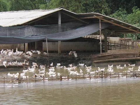 Bắc Ninh: Tăng cường công tác phòng, chống và báo cáo dịch bệnh động vật trên cạn