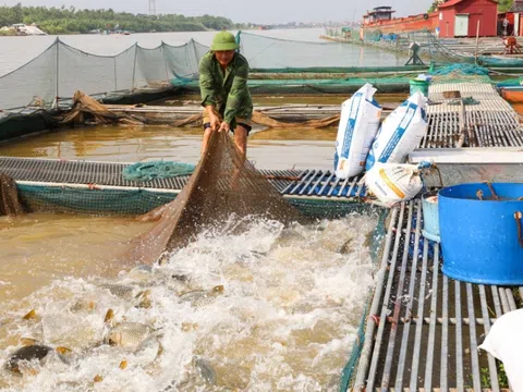 Bắc Ninh chủ động các biện pháp kỹ thuật chăn nuôi thủy sản